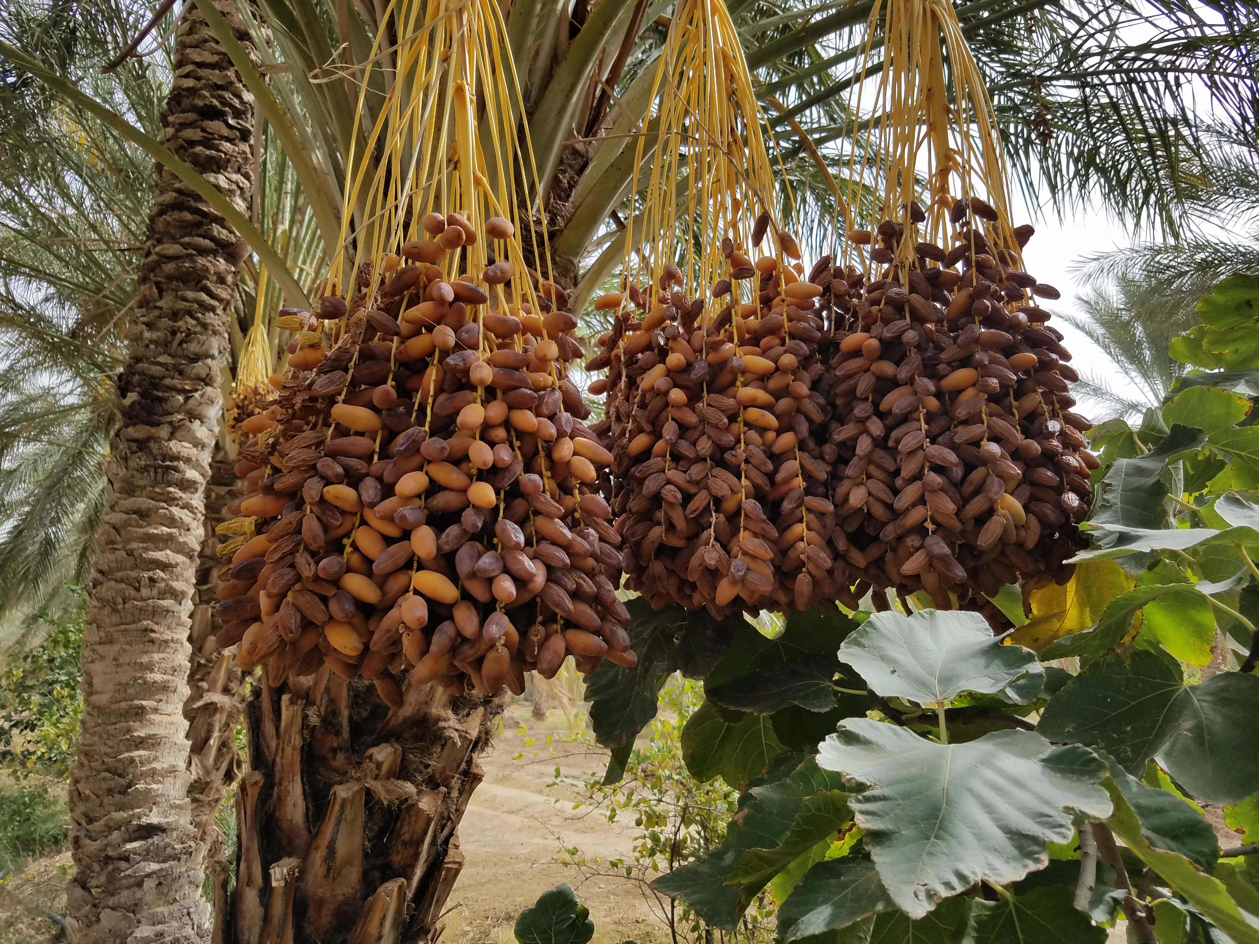 PalmBites Farms and Workers